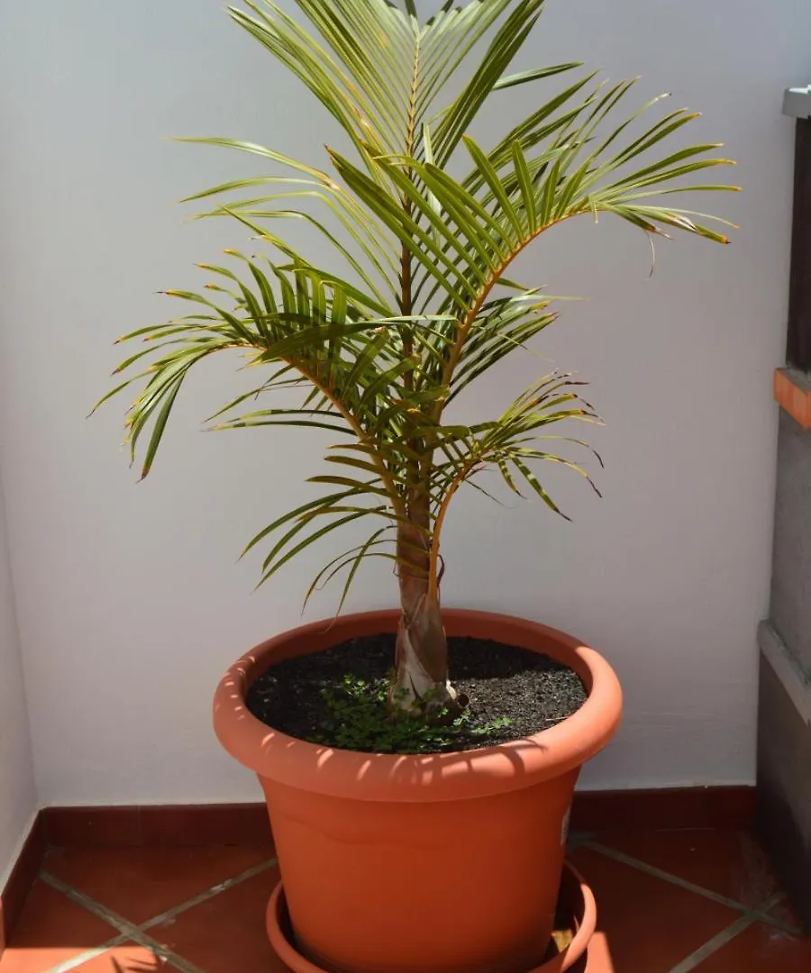 Apartment Apartamento Playa Honda I Home Beach Spain